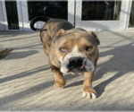 Small #1 Bulldog Mix