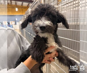 Nix - Female Jack Russell Terrier-Unknown Mix Dog for Adoption - Photo #2