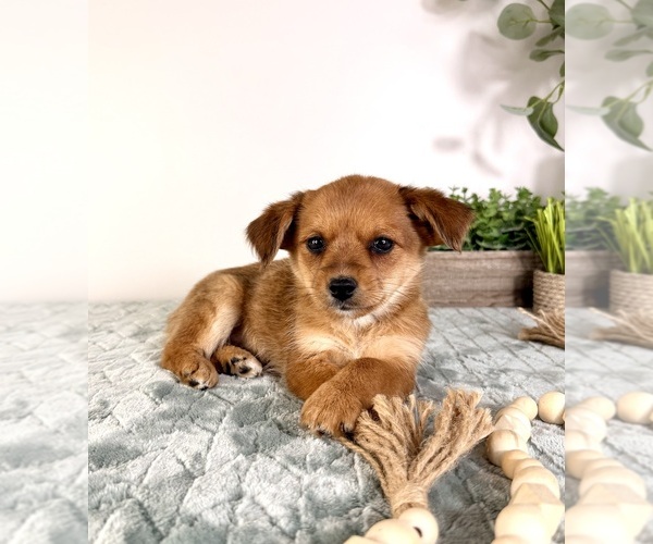 Medium Photo #17 Chi-Corgi Puppy For Sale in GREENFIELD, IN, USA