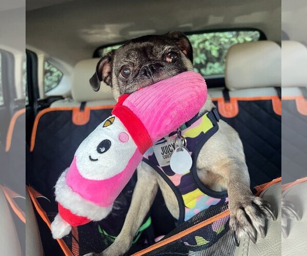 Medium Photo #7 Pug Puppy For Sale in  Ramona, CA, USA