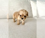 Small Photo #13 Cavapoo Puppy For Sale in GRESHAM, OR, USA