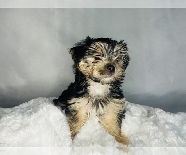 Medium Photo #9 Morkie Puppy For Sale in CONCORD, CA, USA