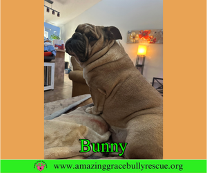 Bulldog Dogs for adoption in Milton, FL, USA