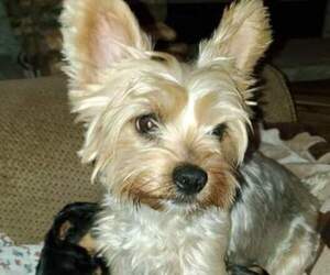 Mother of the Yorkshire Terrier puppies born on 12/24/2021