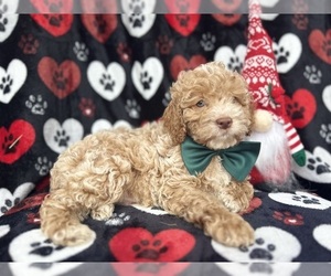 Cock-A-Poo Puppy for sale in LAKELAND, FL, USA
