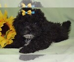 Small Photo #3 ShihPoo Puppy For Sale in BARNESVILLE, KS, USA