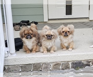 Pekingese Puppy for sale in MIMS, FL, USA
