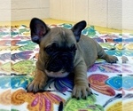 Small Photo #1 French Bulldog Puppy For Sale in BOAZ, AL, USA