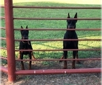 Small Photo #4 Doberman Pinscher Puppy For Sale in DRUMRIGHT, OK, USA