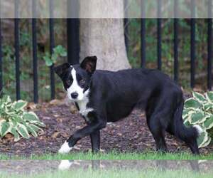 Tana - Female Border Collie Dog for Adoption - Photo #2