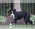 Small Photo #2 Border Collie Puppy For Sale in Highland, IL, USA