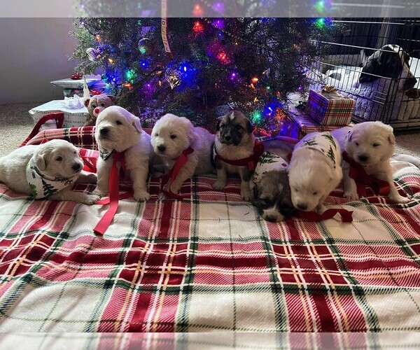Medium Photo #3 Anatolian Pyrenees Puppy For Sale in CULDESAC, ID, USA
