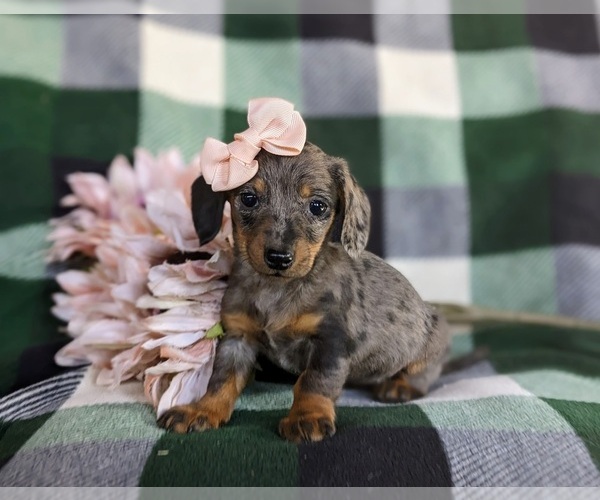 Medium Photo #1 Dachshund Puppy For Sale in LEOLA, PA, USA