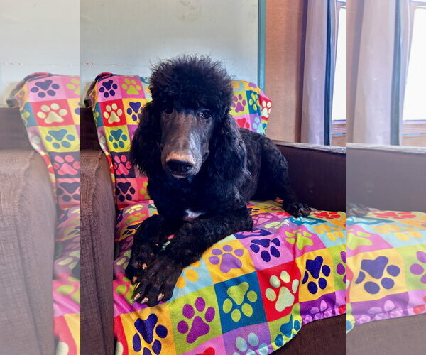 Medium Photo #2 Poodle (Standard)-Unknown Mix Puppy For Sale in Pacolet, SC, USA