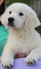 Golden Retriever Puppy for sale in BETHLEHEM, CT, USA