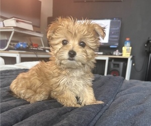 Morkie Puppy for sale in NASHVILLE, TN, USA