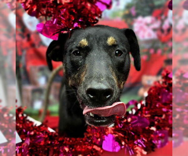 Medium Photo #2 Labrador Retriever-Unknown Mix Puppy For Sale in Long Beach, CA, USA