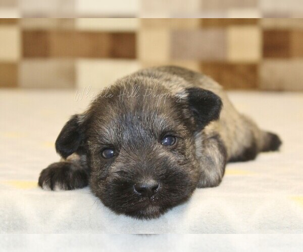 Medium Photo #2 Schnauzer (Miniature) Puppy For Sale in DENVER, PA, USA