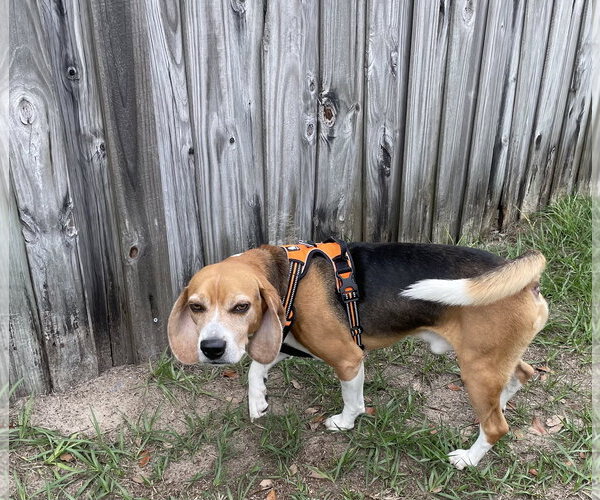 Medium Photo #6 Beagle Puppy For Sale in Tampa, FL, USA
