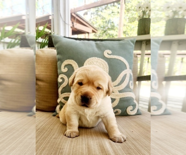 Medium Photo #7 Labrador Retriever Puppy For Sale in LOUISBURG, NC, USA