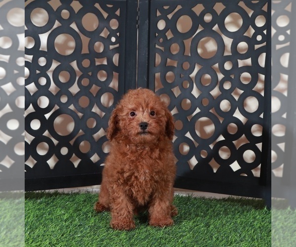 Medium Photo #2 Poodle (Miniature) Puppy For Sale in MOUNT VERNON, OH, USA