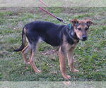 Small #2 German Shepherd Dog Mix
