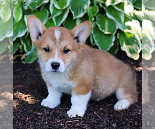 Medium Photo #2 Pembroke Welsh Corgi Puppy For Sale in LITITZ, PA, USA