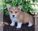 Small #1 Pembroke Welsh Corgi