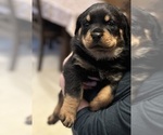 Small Photo #3 Rottweiler Puppy For Sale in WILLINGTON, CT, USA