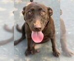 Small Labrador Retriever Mix