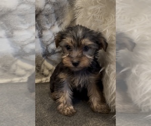 Yorkshire Terrier Puppy for Sale in MOUNT CARMEL, Pennsylvania USA