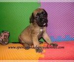 Small #1 Mastiff