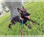 Small Photo #4 German Shepherd Dog Puppy For Sale in CLERMONT, FL, USA