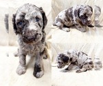 Small Photo #2 Poodle (Standard) Puppy For Sale in BROOKER, FL, USA