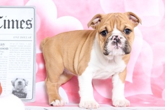 Bulldog Puppy for sale in BEL AIR, MD, USA