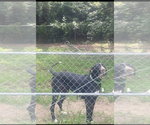 Small Photo #1 Great Dane Puppy For Sale in SILSBEE, TX, USA
