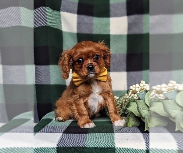 Medium Photo #6 Cavalier King Charles Spaniel Puppy For Sale in QUARRYVILLE, PA, USA