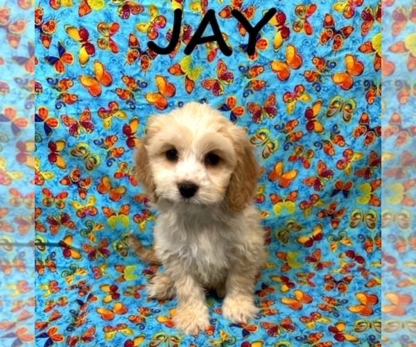 Medium Photo #2 Cockapoo (Miniature) Puppy For Sale in HARTLAND, MN, USA