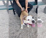 Small American Pit Bull Terrier Mix