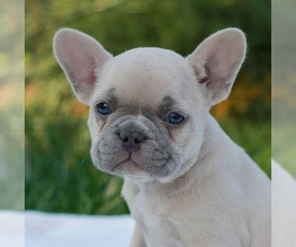 Medium Photo #3 French Bulldog Puppy For Sale in NEWMANSTOWN, PA, USA