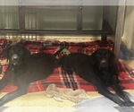 Small Labrador Retriever