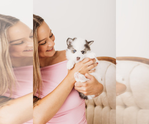 Pomsky Puppy for sale in BURNS TOWNSHIP, MN, USA