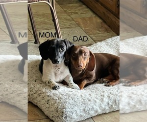 Mother of the Dachshund puppies born on 07/27/2025