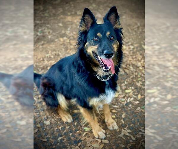 Medium Photo #2 German Shepherd Dog-Unknown Mix Puppy For Sale in San Andreas, CA, USA