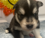 Small #5 Pomsky