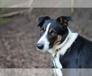 Border Collie-Unknown Mix Dogs for adoption in Paso Robles, CA, USA