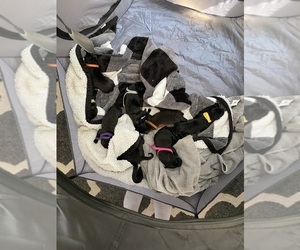 Cane Corso Puppy for Sale in HORACE, North Dakota USA