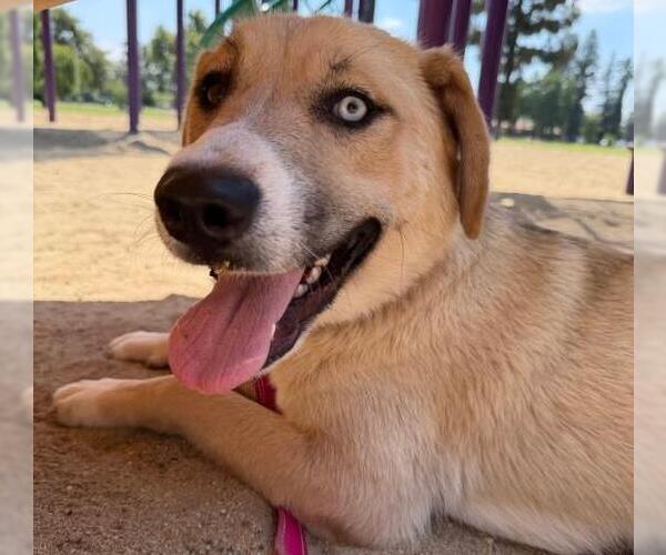 Medium Photo #2 Pyrenees Husky Puppy For Sale in Bakersfield, CA, USA