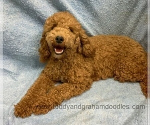 Mother of the Goldendoodle (Miniature) puppies born on 02/20/2022
