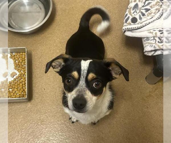 Medium Photo #1 Mutt Puppy For Sale in Martinez, CA, USA